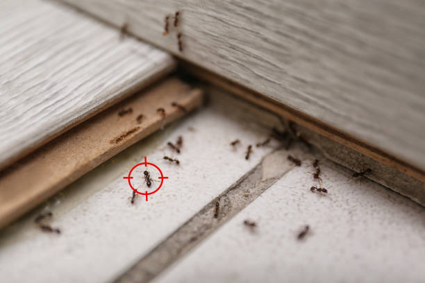 Best Commercial Pest Control Services  in Heavener, OK